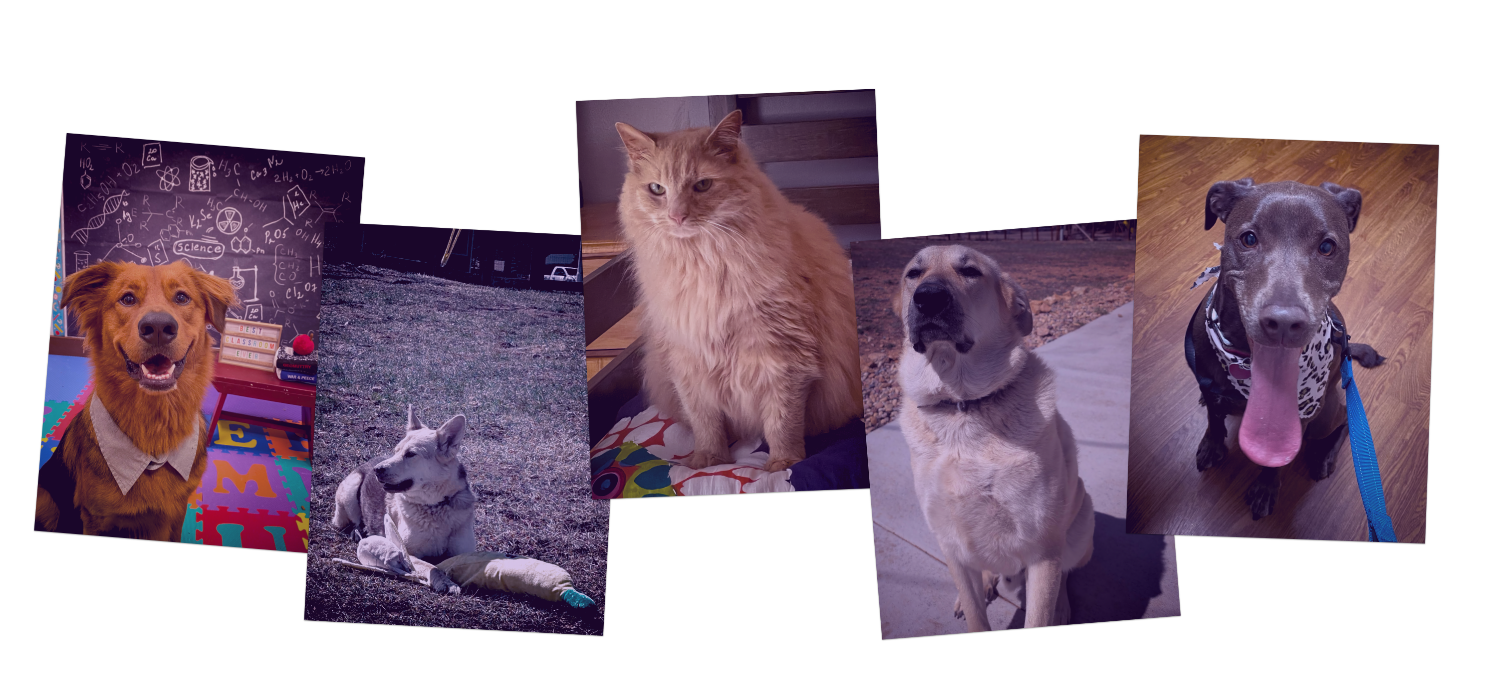 Photos of the Furl pets